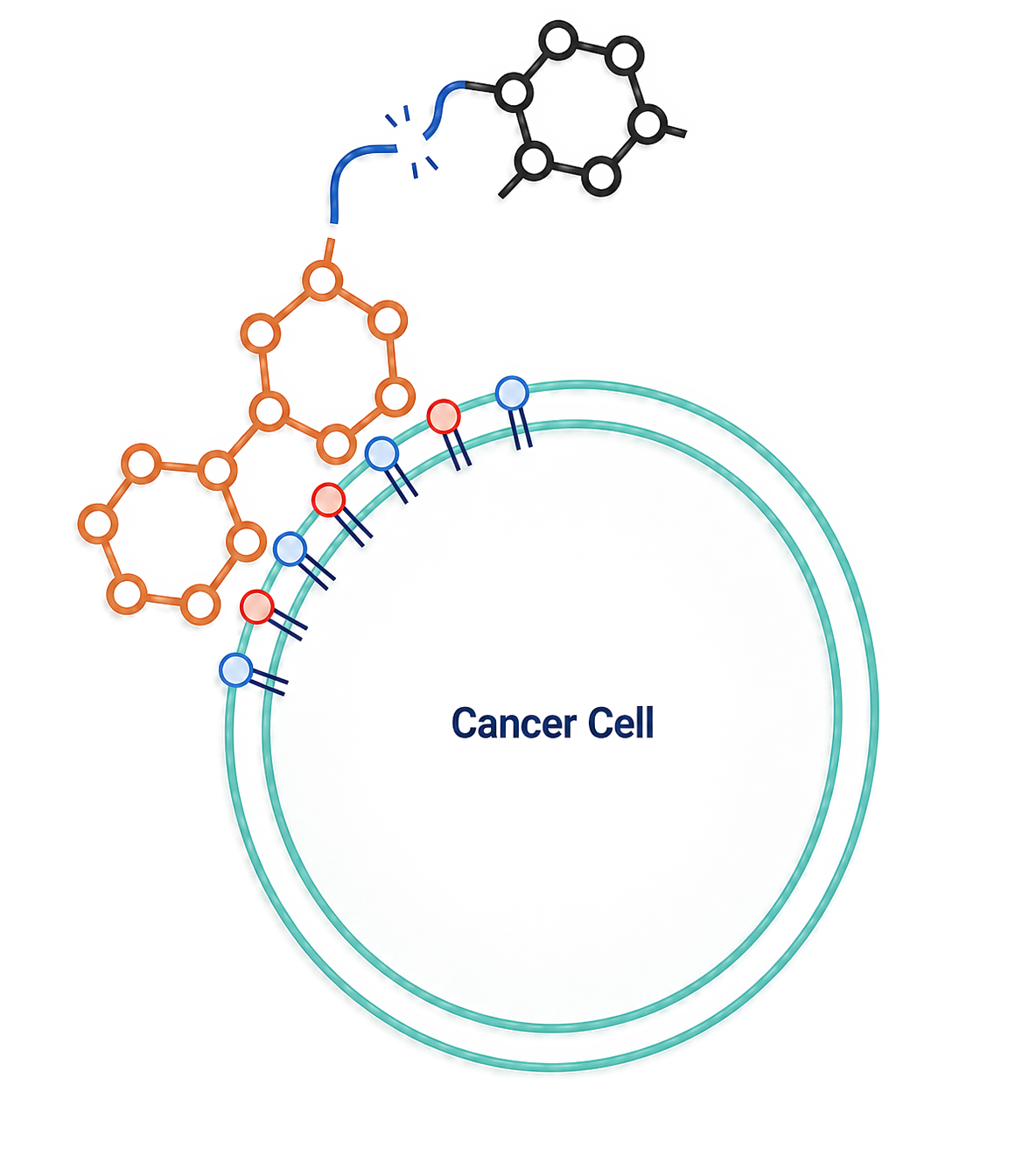 PDC-1 binding to phosphatidylserine on the cancer cell membrane